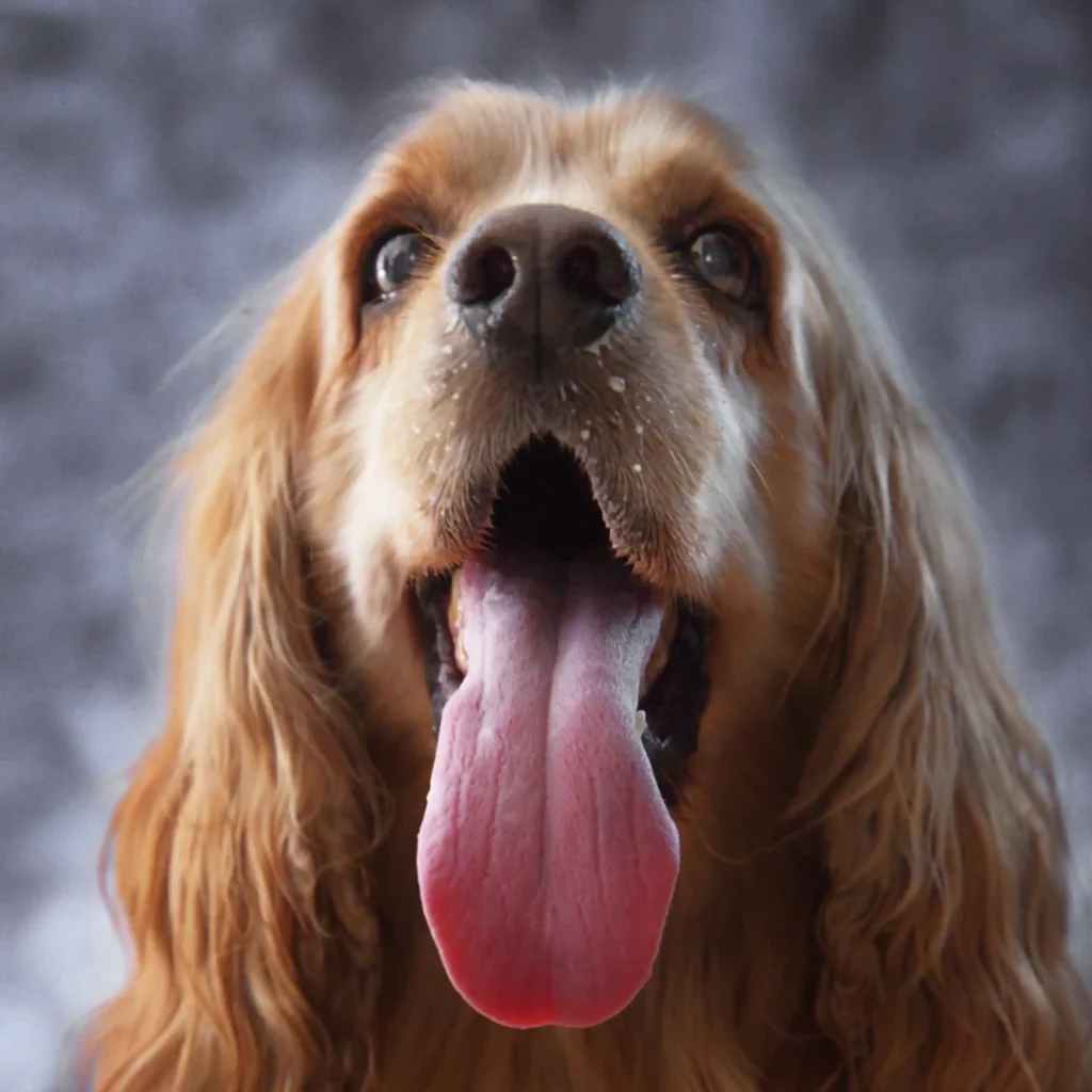 Fotografía profesional de mascota tomada por Amarillo LAB en Medellín